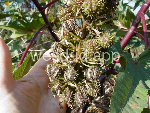 castorbean